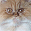 baconthecat.com