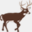whitetailthreads.com