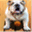 soserdeibullbox.com