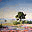 oliverpyle.com