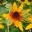 injimsgarden.com