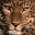 leopardardor.wordpress.com