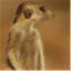 themightysuricates.org