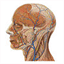 anatomist.us