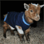 multiplegoats.com