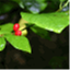 sydenhamforest.com