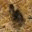 backyardquail.com