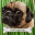 getpuggedup.com