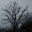 treesils.wordpress.com