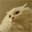 maybecatslab.com