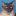 felineasthma.net