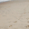 barefeetinthesand.com