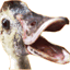 duckduckbro.com