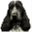 cocker-spaniele.pl