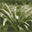 forrestgardens.net