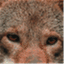 redwolfjournal.wordpress.com