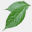 acalypha.es