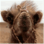mongolieblog.wordpress.com