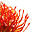 gondwanaflora.com