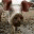 porkphat.wordpress.com