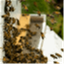 apiary43.com