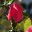 rosetta2.wordpress.com