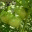 atomatogrowsinqueens.wordpress.com
