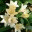 lily615.wordpress.com