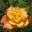 gardenstatements.wordpress.com