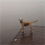 woof.bacso.org