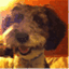 lolathedogblog.com