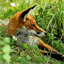 thedailyfox.org