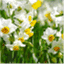 daffodilstouch.wordpress.com
