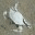 dennisforney.wordpress.com