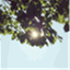betweenleafandsky.com