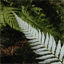 silverfernsof.nz