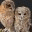 daivasnotes.wordpress.com