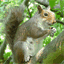 justsquirrels.com