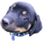 respectadog.me