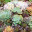everythingsucculent.com