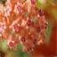 hoya.over-blog.com