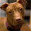brooklynbully.net