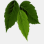 naturesremede.com