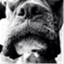 pawshspot.com