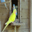 matthiensen.org