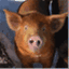 thepigyear.wordpress.com