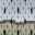 daschablume.wordpress.com