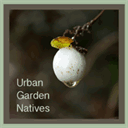 urbangardennatives.com