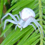 leafspider.com
