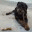 mediumdog.com